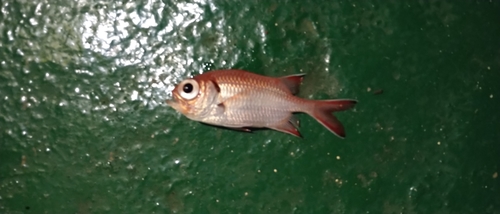 Crimson Soldierfish — seen at this dive site