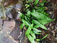 Leptochilus pteropus