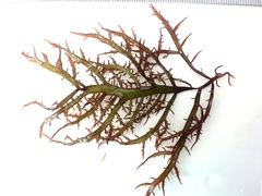 Chondracanthus teedei
