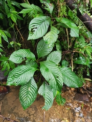 Rhynchotechum formosanum