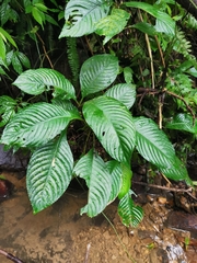 Rhynchotechum formosanum
