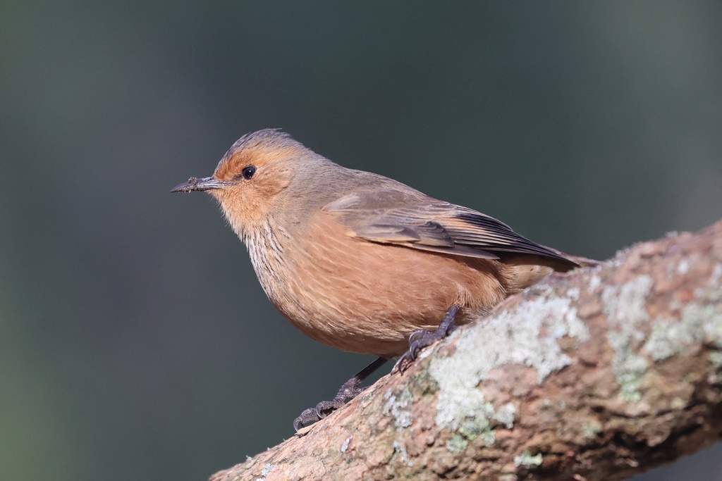Rufous Treecreeper