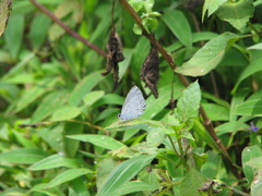 Udara akasa