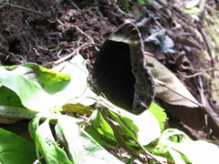 Mycalesis anaxias
