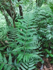 Tectaria kusukusensis