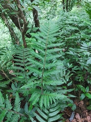 Tectaria kusukusensis