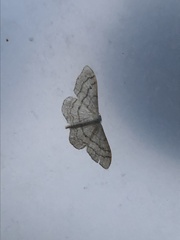Idaea aversata