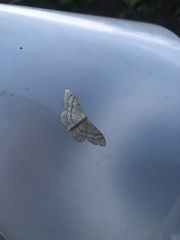 Idaea aversata