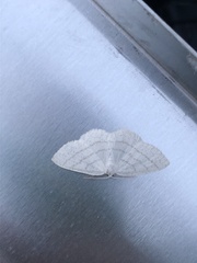 Cabera pusaria