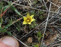 Romulea austinii
