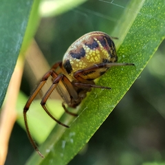 Phonognatha