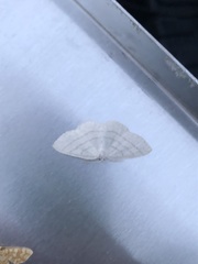 Cabera pusaria