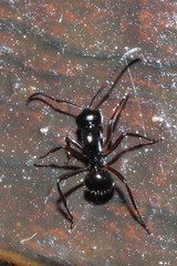 Polyrhachis pilosa