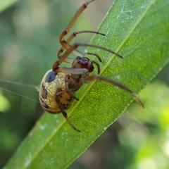 Phonognatha