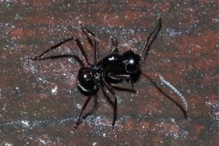 Polyrhachis pilosa