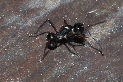Polyrhachis pilosa