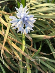 Puschkinia scilloides