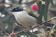 Melithreptus chloropsis