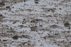 Calidris ruficollis