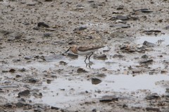 Calidris ruficollis