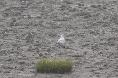 Saundersilarus saundersi