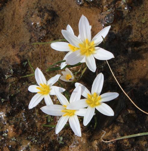 Cape waterstar (Pauridia alticola)