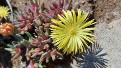 Cheiridopsis rostrata