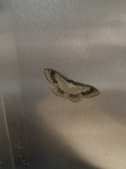 Idaea aversata