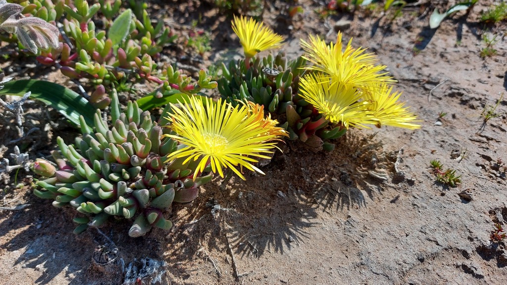 Cheiridopsis rostrata, West Coast, Western Cape, South Africa