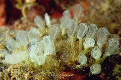 Pycnoclavella communis