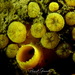 Sulphur Boring Sponge - Photo (c) Pascal GIRARD, some rights reserved (CC BY-NC), uploaded by Pascal GIRARD