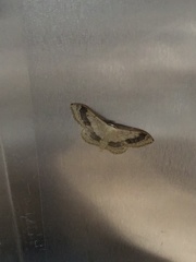 Idaea aversata