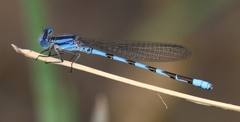 Argia leonorae