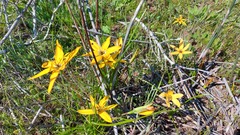 Pauridia linearis