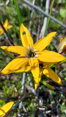 Pauridia linearis