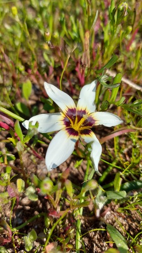 Romulea barkerae