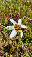 Romulea barkerae