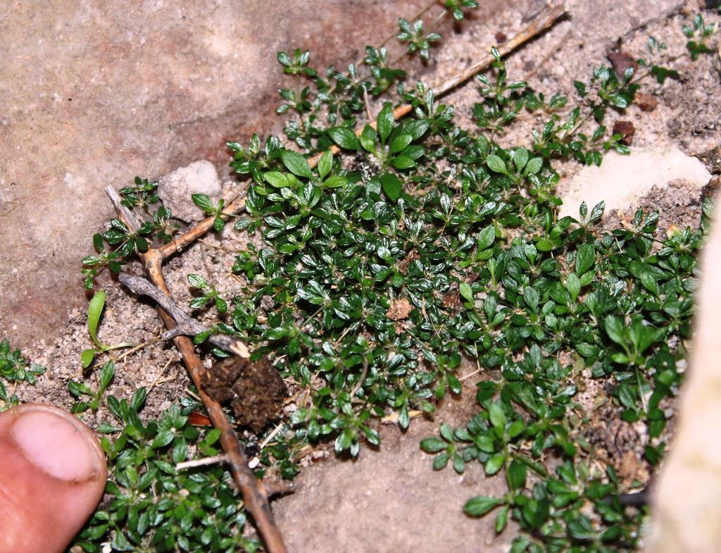 Pharnaceum serpyllifolium (Pharnaceum serpyllifolium)