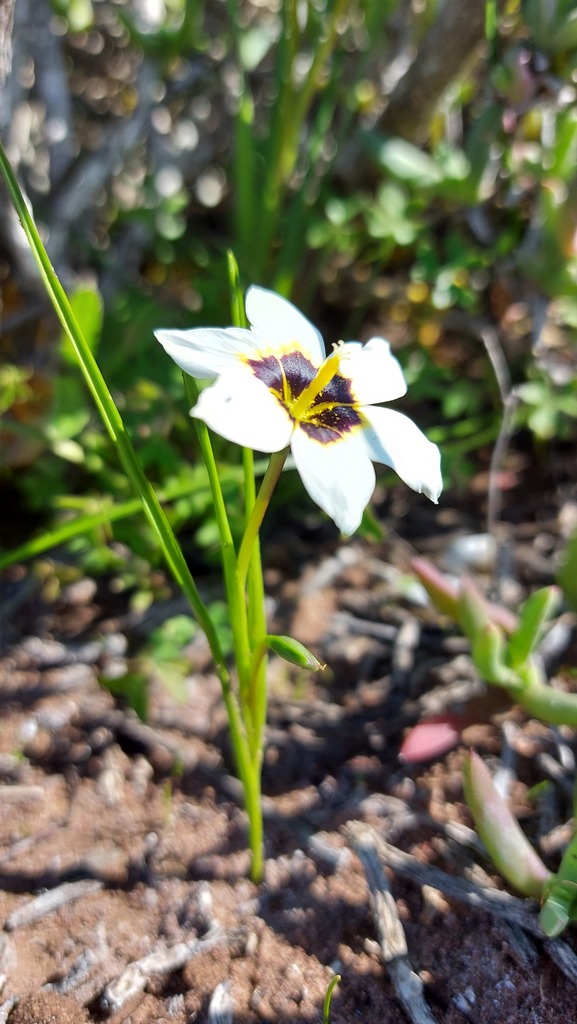 Romulea barkerae, West Coast, Western Cape, South Africa