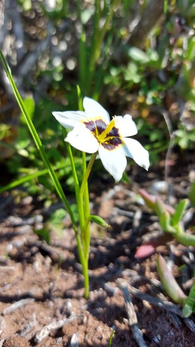 Romulea barkerae