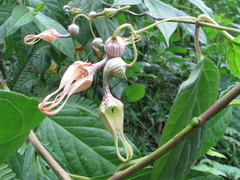 Ceropegia decaisneana