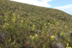 Protea longifolia