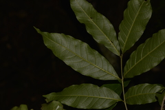 Alectryon subcinereus