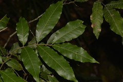 Alectryon subcinereus