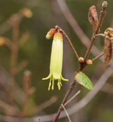 Correa reflexa lobata