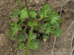 Lobelia preslii