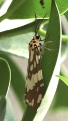 Utetheisa okinawensis