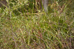 Correa reflexa lobata