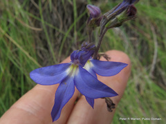 Lobelia preslii