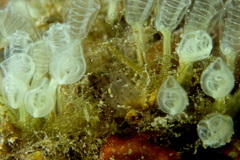 Morchellium argus